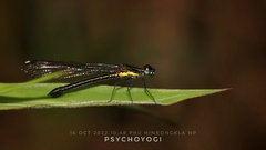 Rhinocypha arguta