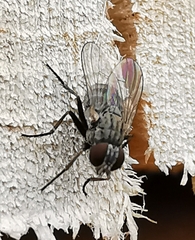 Muscoidea
