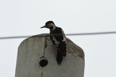 Dendrocopos syriacus