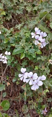 Pelargonium peltatum