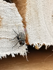 Muscoidea