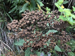 Spiraea formosana