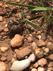 Acrida acuminata