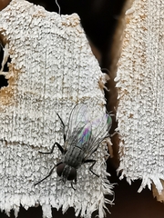 Muscoidea