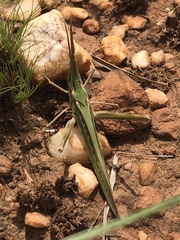 Acrida acuminata