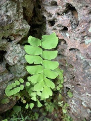 Adiantum philippense