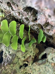 Adiantum philippense