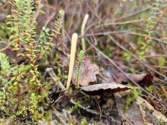 Clavaria argillacea