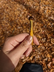 Tolypocladium capitatum