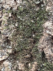 Frullania eboracensis