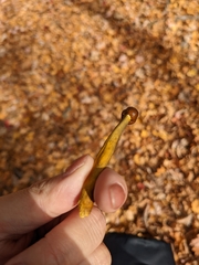 Tolypocladium capitatum