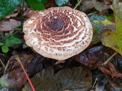 Echinoderma