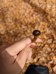 Tolypocladium capitatum