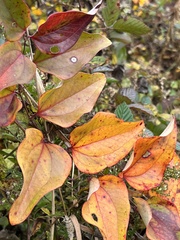 Dioscorea polystachya