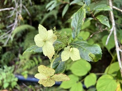 Hydrangea chinensis