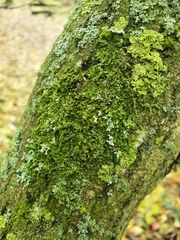 Frullania dilatata