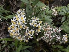 Aster taiwanensis