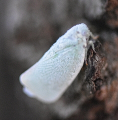 Flatidae