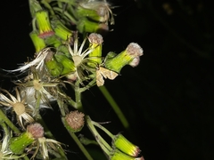 Musotima nitidalis