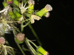 Musotima nitidalis