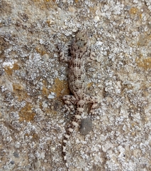 Tarentola mauritanica