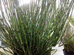 Equisetum hyemale