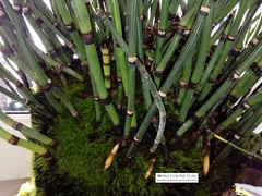 Equisetum hyemale