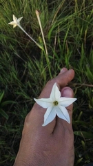 Angiospermae