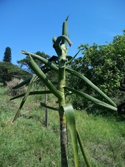 Aloidendron