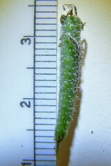 Mentzelia asperula