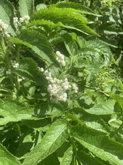 Sambucus gaudichaudiana
