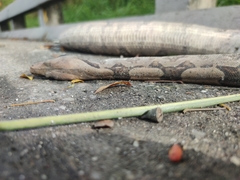 Boa constrictor