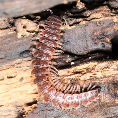 Pseudopolydesmus