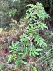 Rosa transmorrisonensis