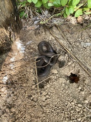 Lampropeltis calligaster