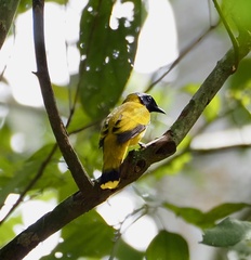 Brachypodius melanocephalos