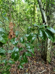 Mischocarpus australis