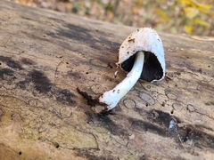Lanatulae