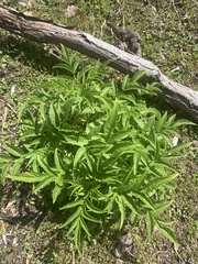 Sambucus gaudichaudiana