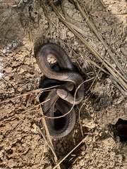 Lampropeltis calligaster