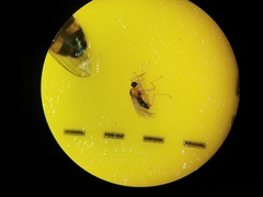 Elaphropeza ephippiata