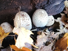 Lanatulae