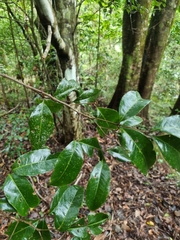 Mischocarpus australis