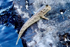 Periophthalmus argentilineatus