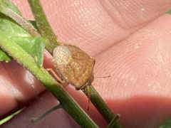 Peribalus strictus strictus