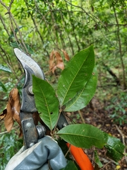 Mischocarpus australis