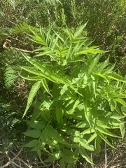 Sambucus gaudichaudiana