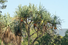 Pandanus cookii