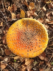 Amanita muscaria