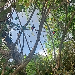 Ramphocelus passerinii